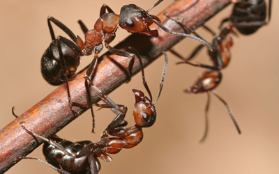  Ant Infestation