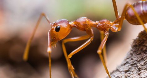  Effective Natural Remedies to Prevent Ants 