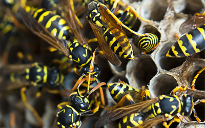 Avoid These Mistakes While Dealing With Wasps Nest