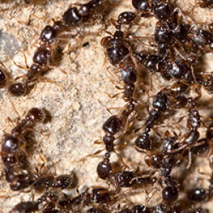 Why Should You Leave the Fire Ants to the Pros?